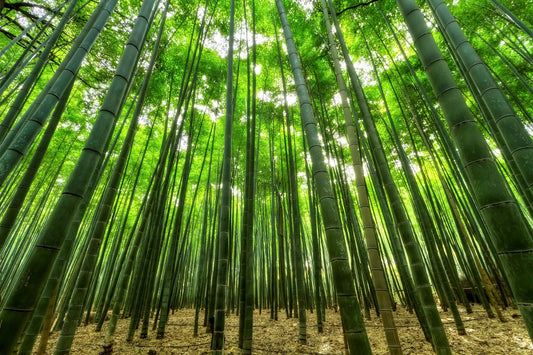 Benefits of Bamboo Toothbrush - eeco