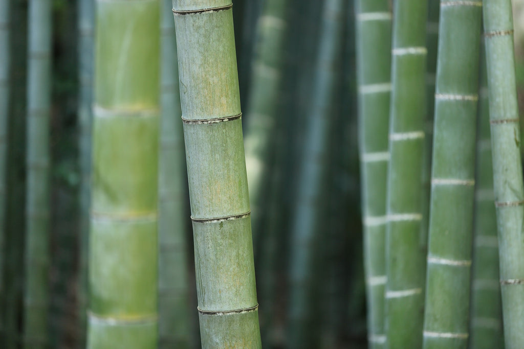 11 Reasons to Choose Bamboo Products